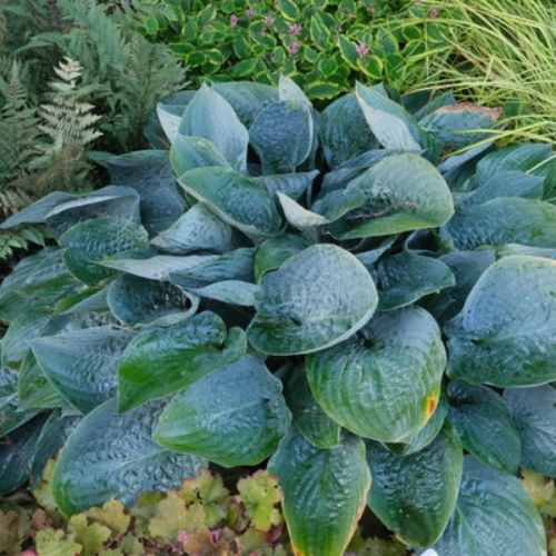 Above the Clouds - The Happy Hosta