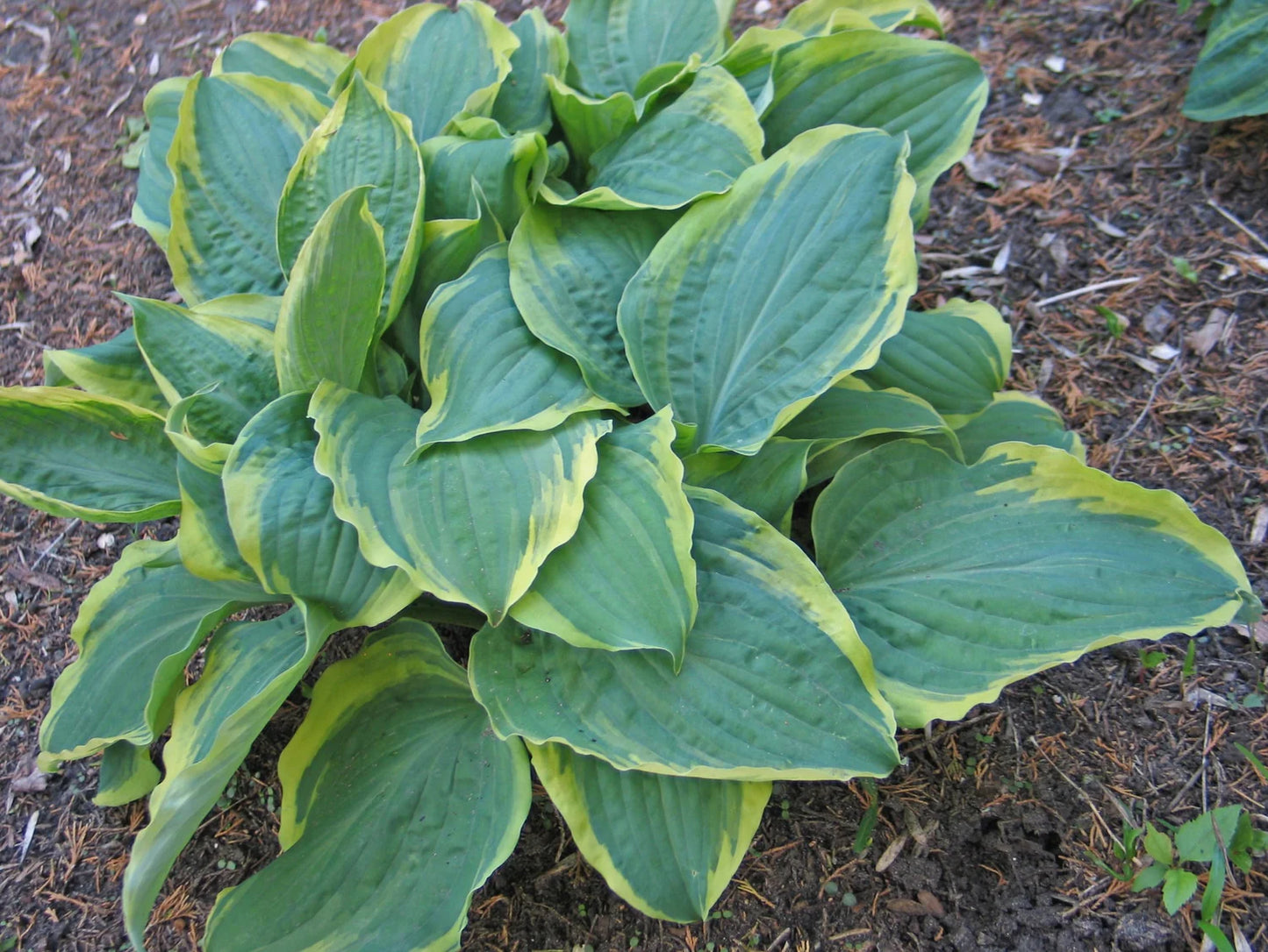 All Aflutter Hosta