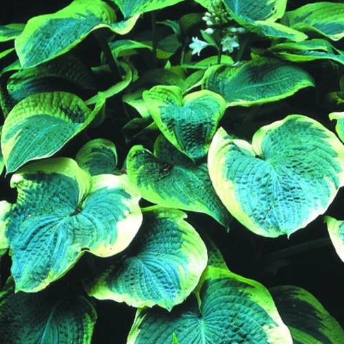 American Halo Liners - The Happy Hosta