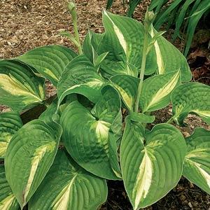 Ann Kulpa Hosta