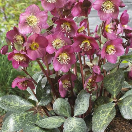 Anna's Frostkiss Red Hellebore Liners - The Happy Hosta