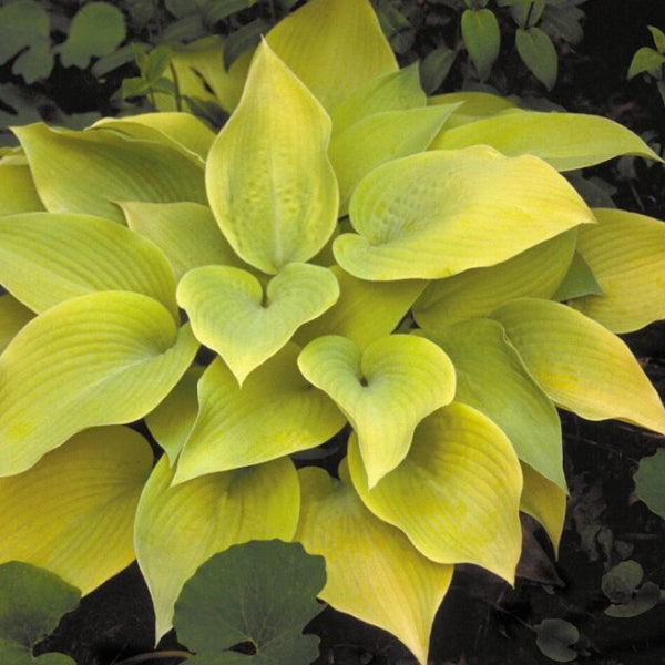 Appletini Hosta