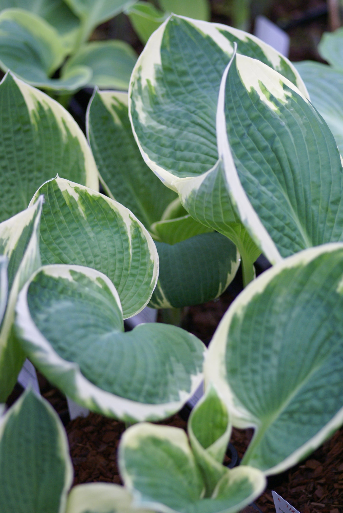 Barbara Ann Hosta