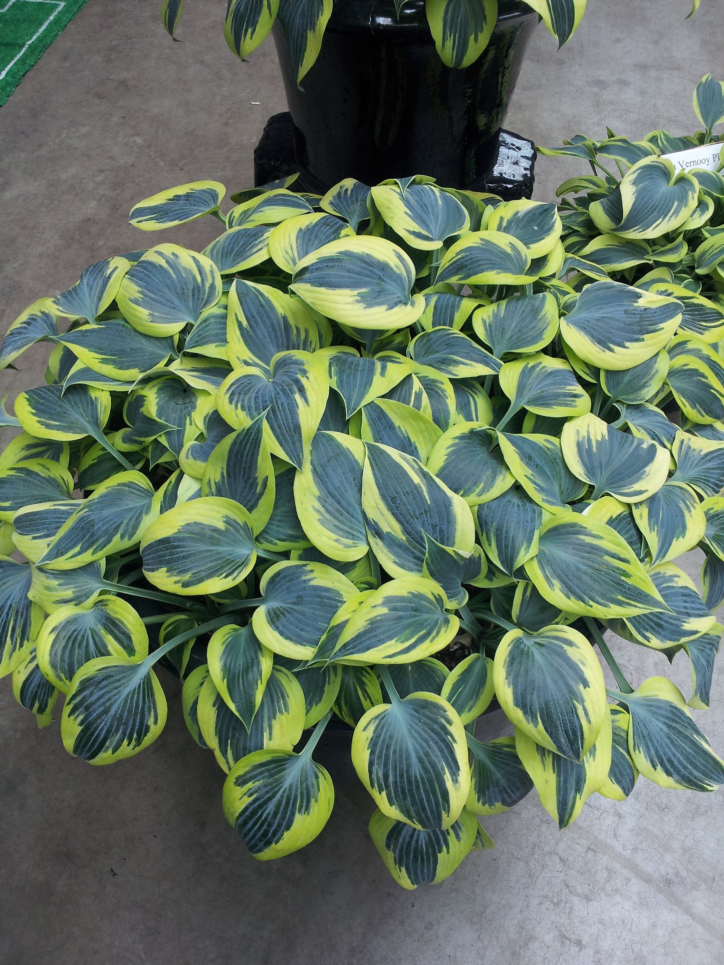 Ben Vernooij Hosta