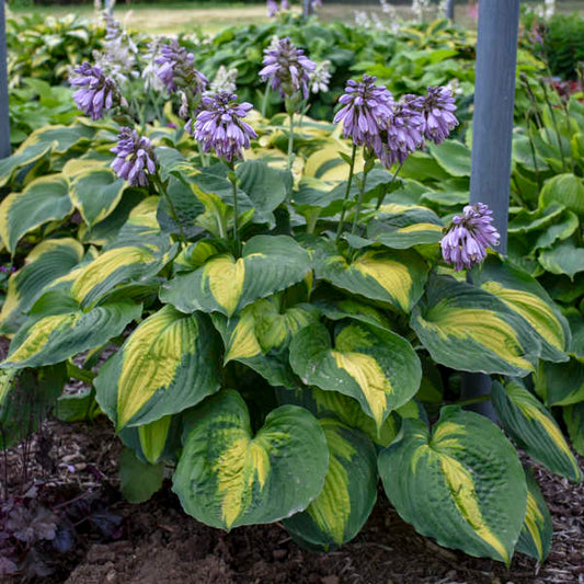 Beyond Glory Hosta Quart Size