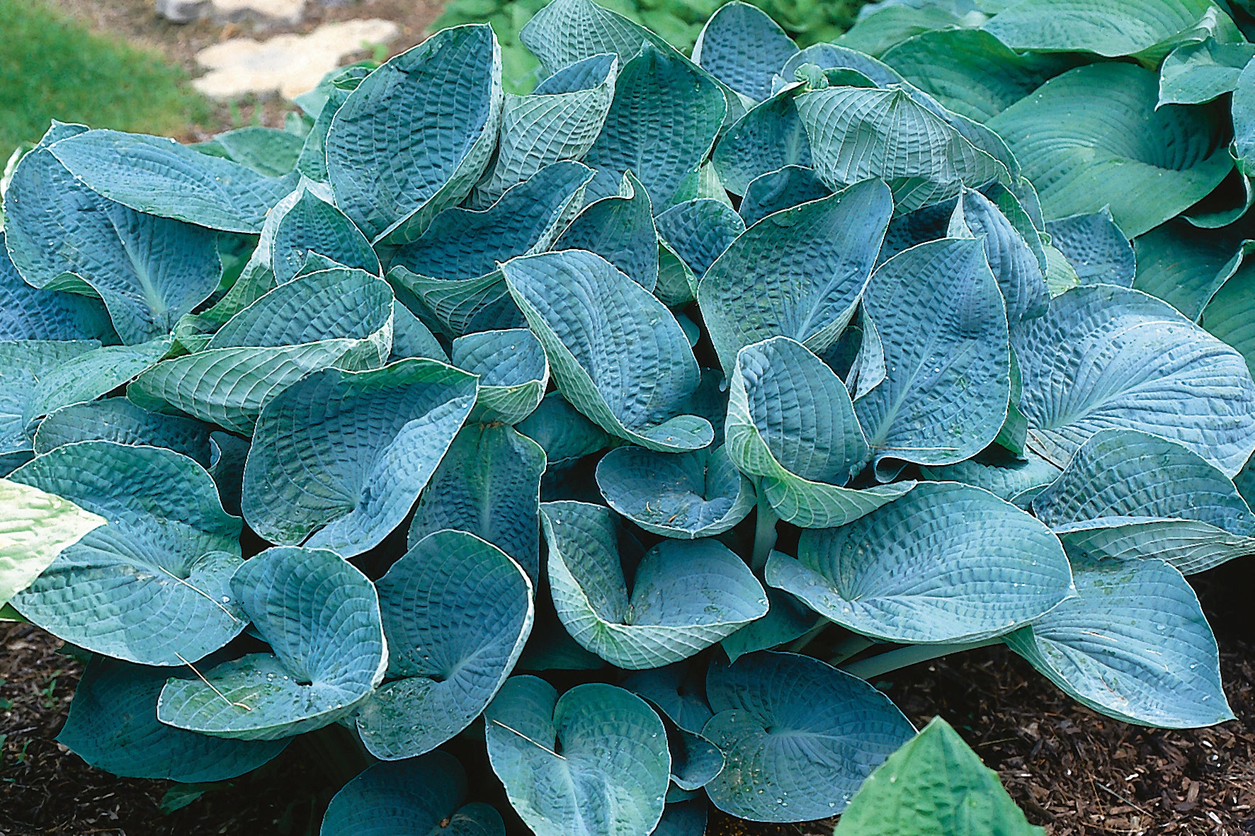 big-daddy-hosta-the-happy-hosta