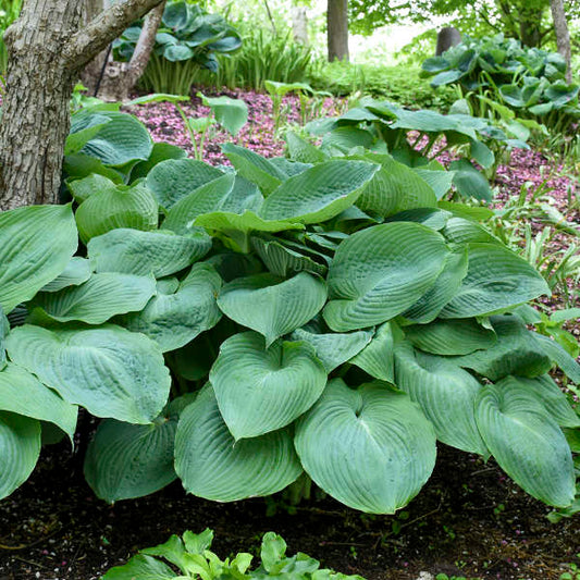 Big Daddy Hosta