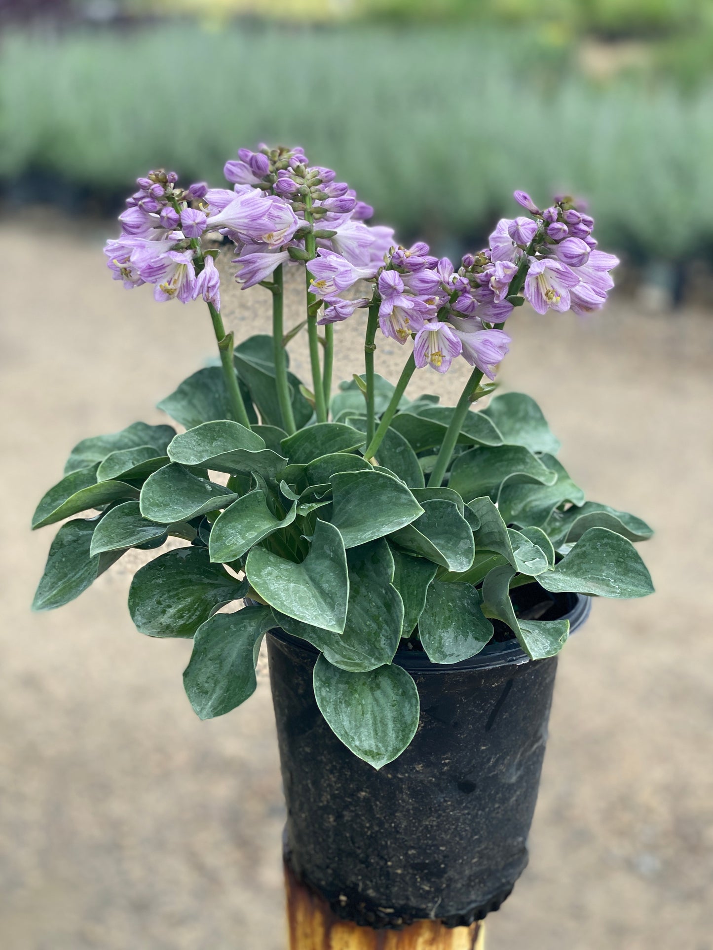Blue Mouse Ears Hosta