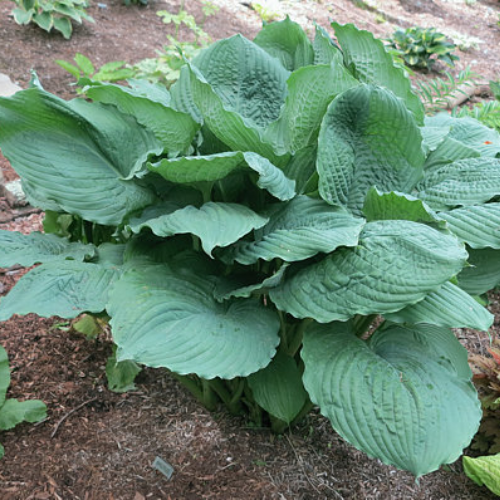 Brutus Hosta - The Happy Hosta