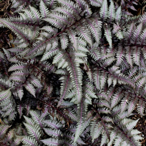 Burgundy Lace Japanese Fern - The Happy Hosta