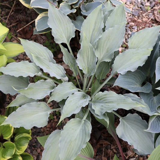 Buttonwood Bay Hosta