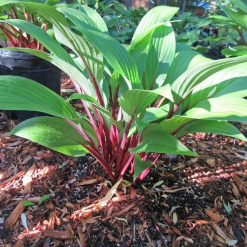 Considering Concordville Hosta