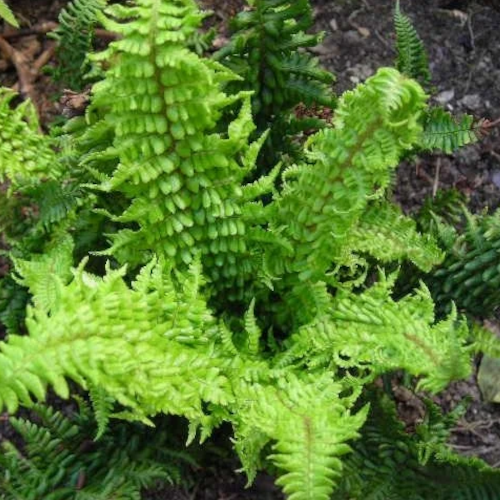 Dwarf Crisped Golden-Scaled