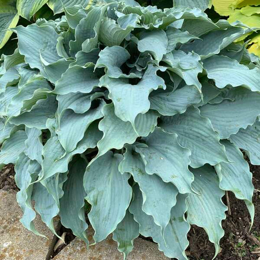 Dancing with Dragons Hosta