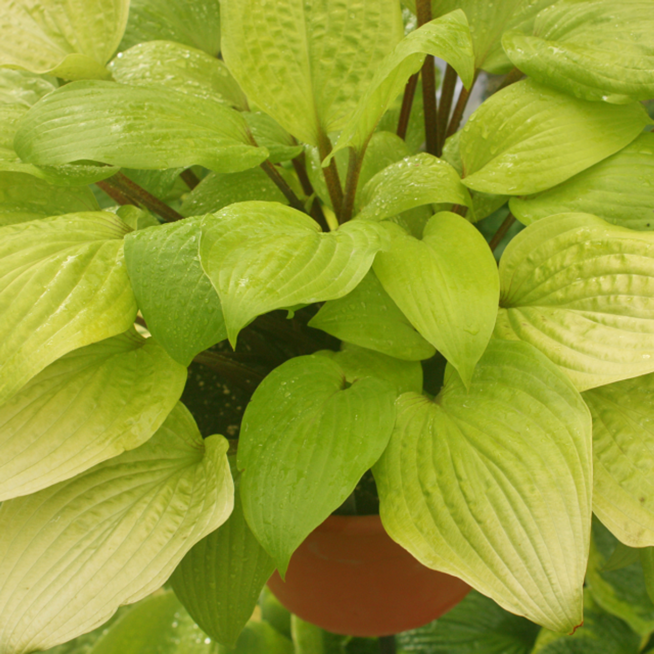 Designer Genes Hosta Liners