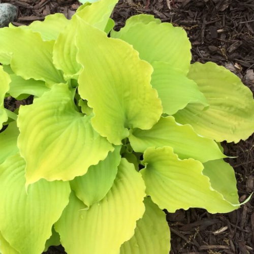 Effervescence Hosta - The Happy Hosta