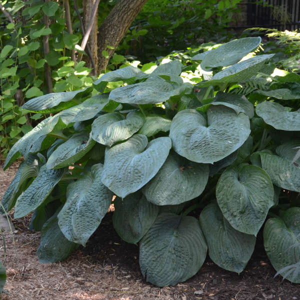Elegans Hosta