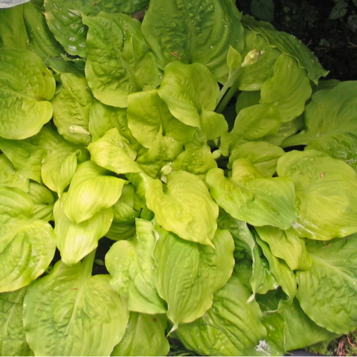 Fluff and Puff Hosta - The Happy Hosta