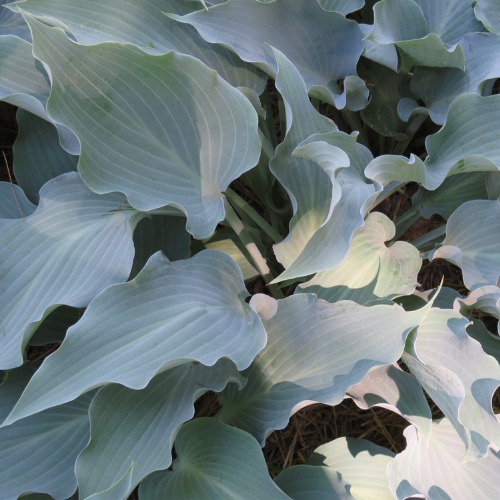 Frill Ride Hosta - The Happy Hosta