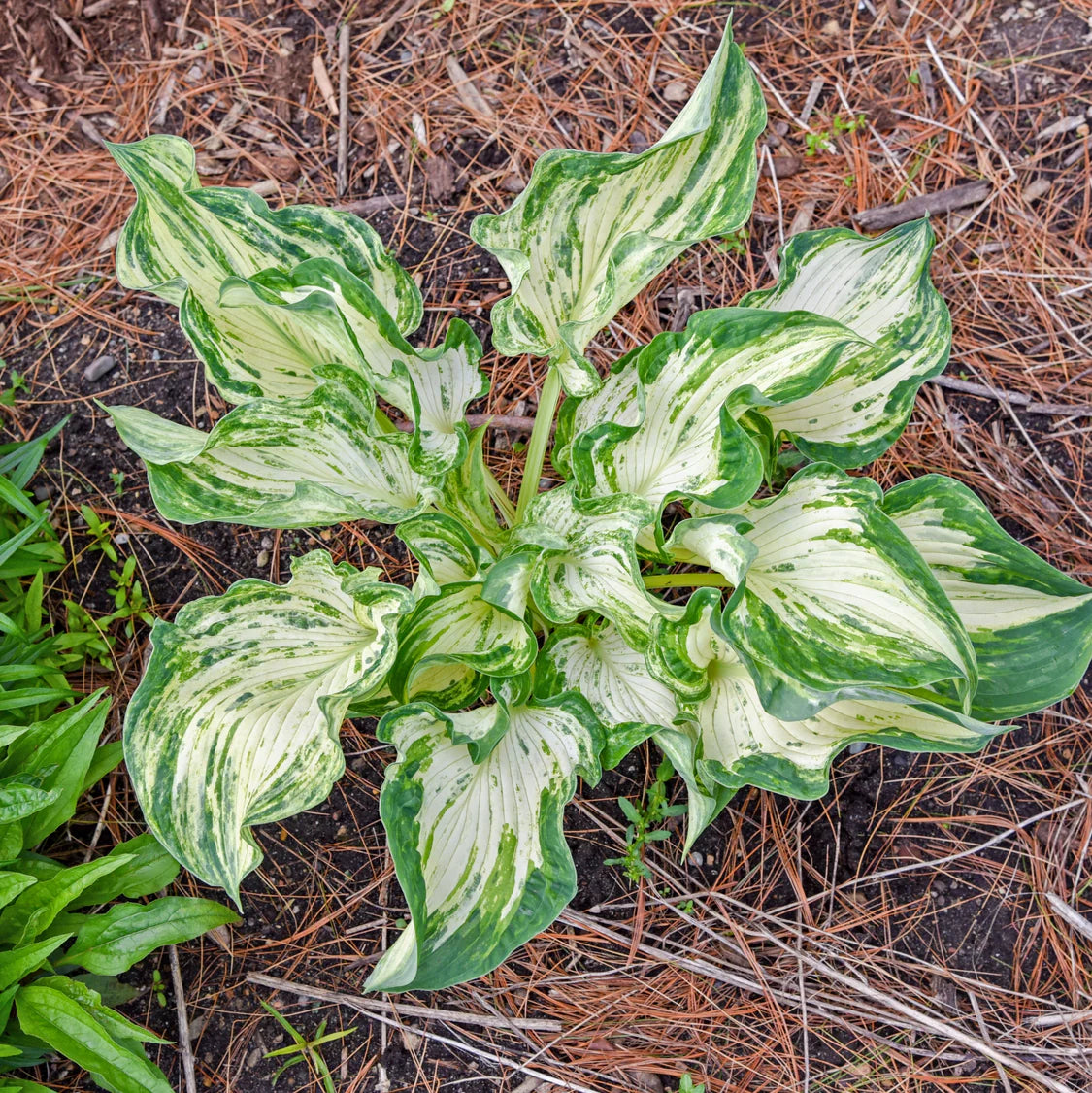 Frog in My Throat Hosta