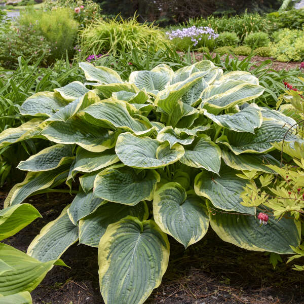 Gigantosaurus Hosta