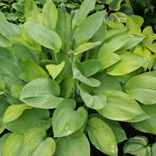 Gold Regal Hosta - The Happy Hosta