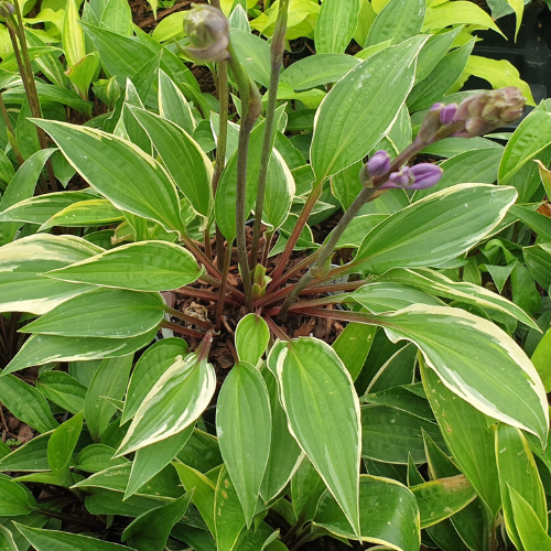 Grateful Red Hosta - The Happy Hosta