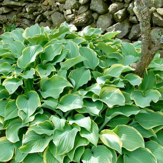 Sagae Hosta