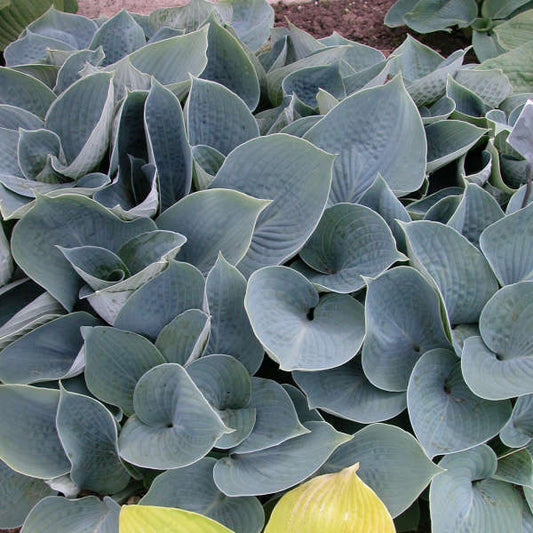 Hadspen Blue Hosta