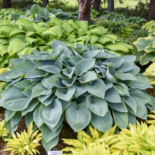 Halcyon Hosta