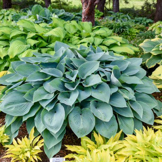 Halcyon Hosta