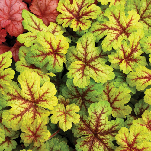 Heucherella ‘Alabama Sunrise’ - The Happy Hosta