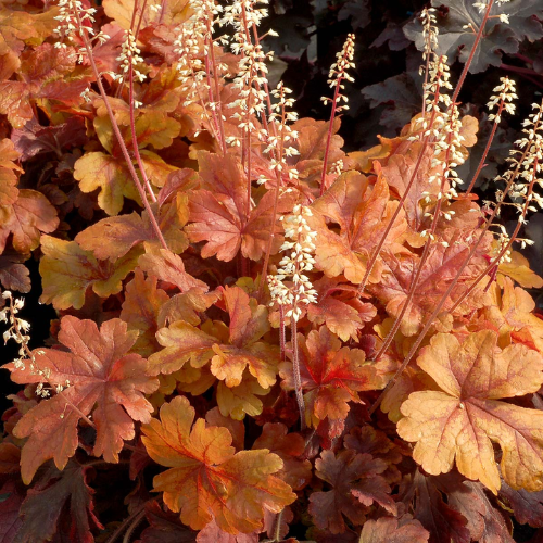 Heucherella 'Buttered Rum' - The Happy Hosta