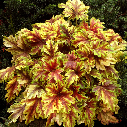 Heucherella 'Gold Zebra' - The Happy Hosta