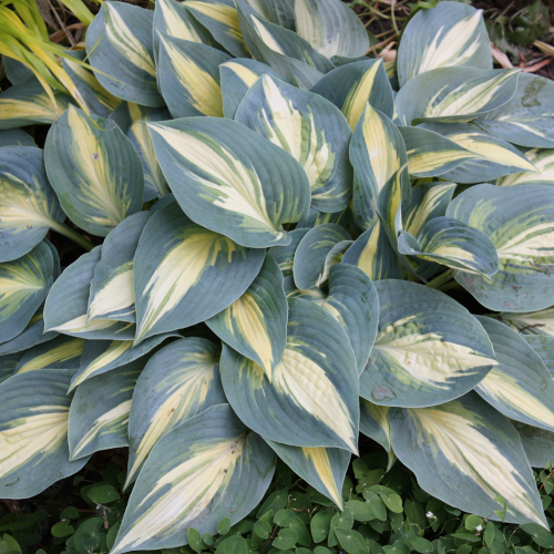 High Society Hosta
