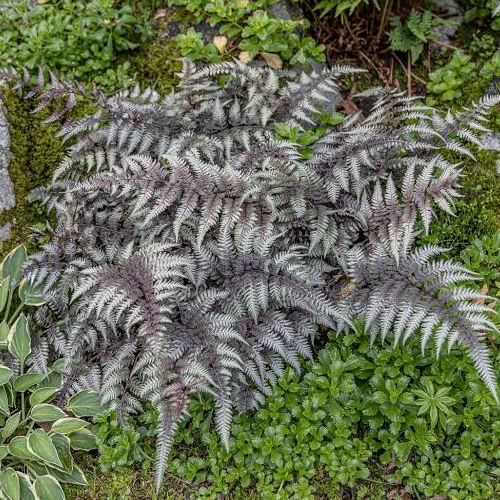 Japanese Painted Fer