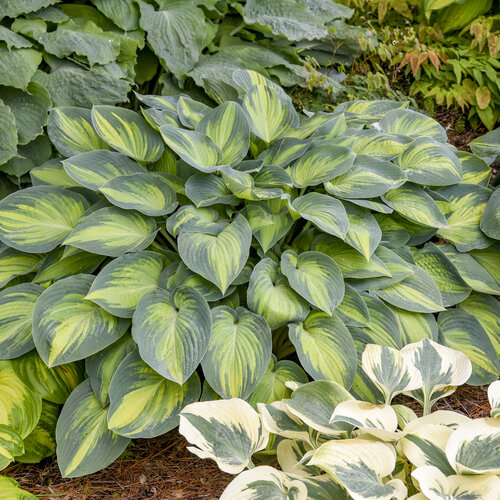 June Hosta