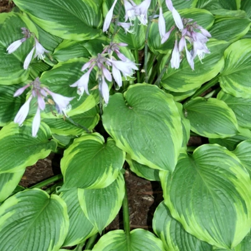 Key Lime Hosta - The happy Hosta