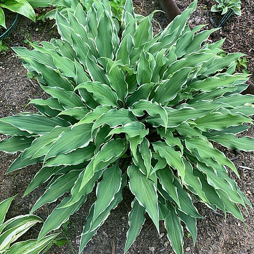 Kinky Boots Hosta