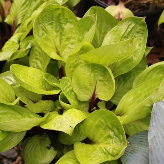 Lemon Snap Hosta