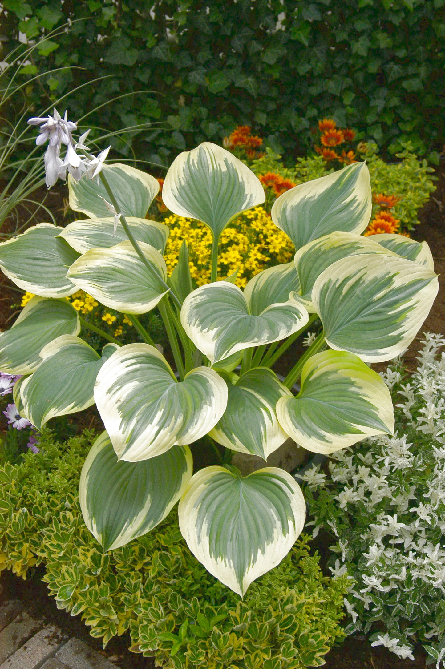 Liberty Hosta