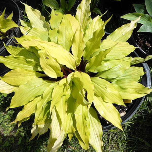 Light the Match Hosta