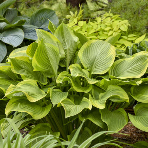 Lone Star Hosta