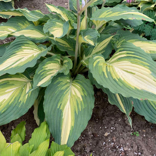 Love Story Hosta