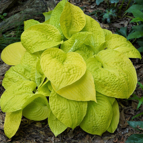 Love's Purest Light Hosta