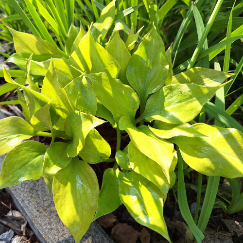 Luna Tick Hosta - The Happy Hosta