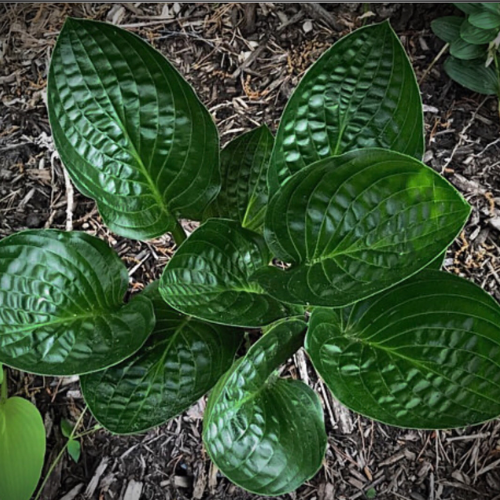 Midnight Oil Hosta - The Happy Hosta
