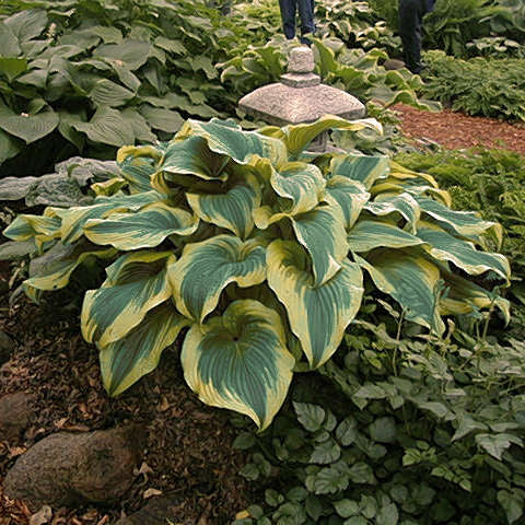 Montana Aureomarginata Hosta