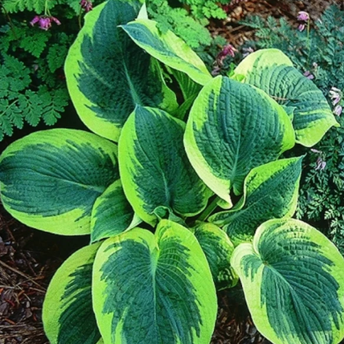 Northern Exposure - The Happy Hosta