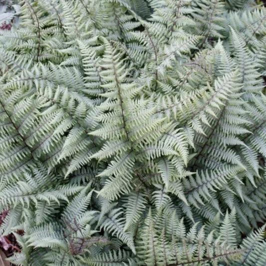 Painted Ghost Fern